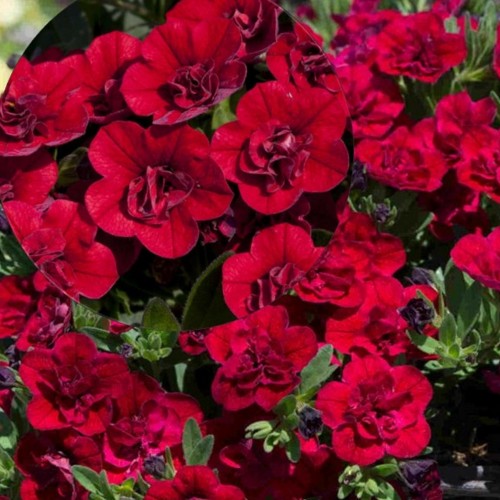Calibrachoa UNIQUE 'Double Velvet Red' - Puispetuunia UNIQUE 'Double Velvet Red' P9/0,55L